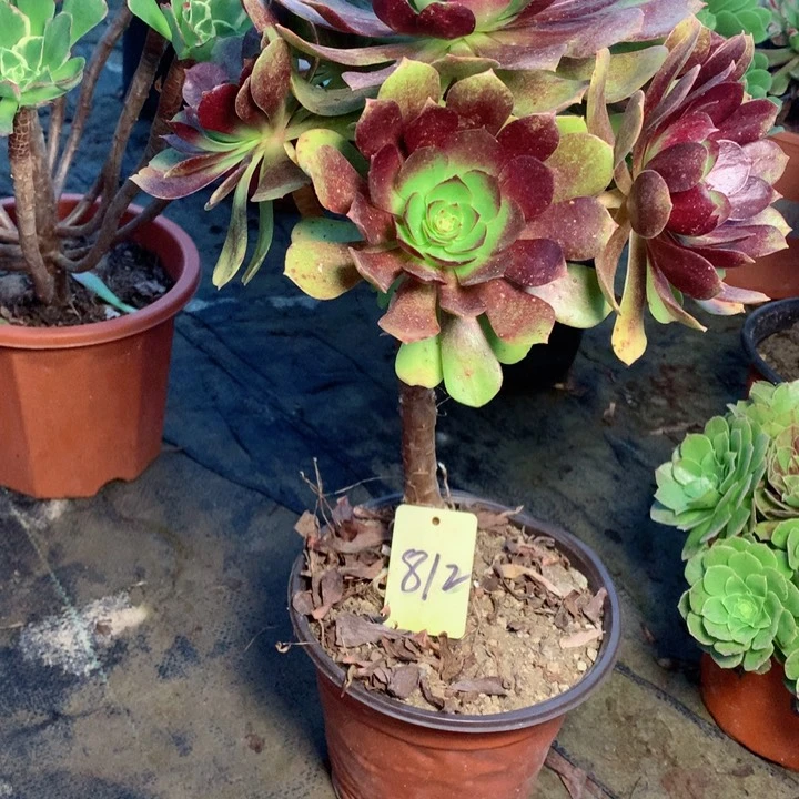 王*士812棒棒糖多肉一物一拍～