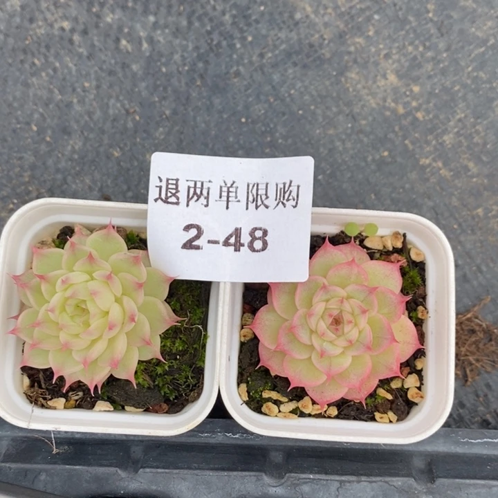 v***啾2-48多肉多肉多肉多肉多肉