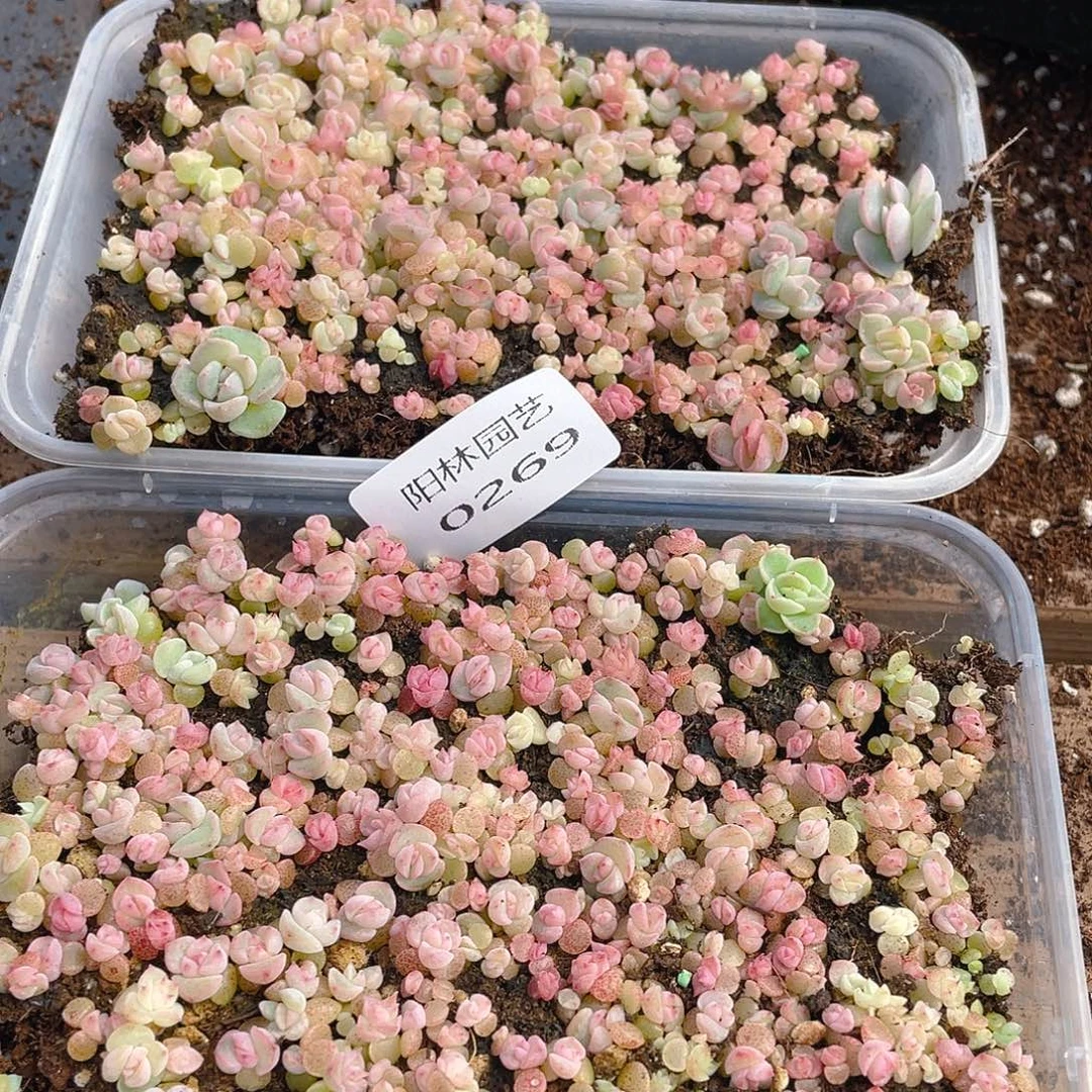 记***哦多肉植物多肉植物269