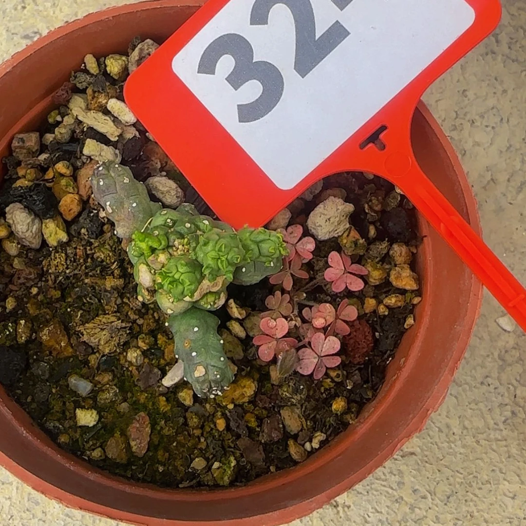【闪购商品】?*迪块根植物