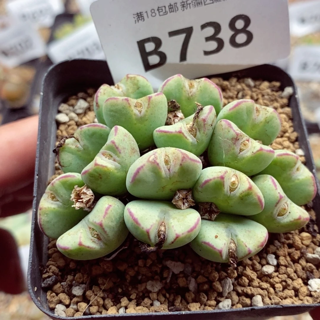 我的小姐姐们都是我738