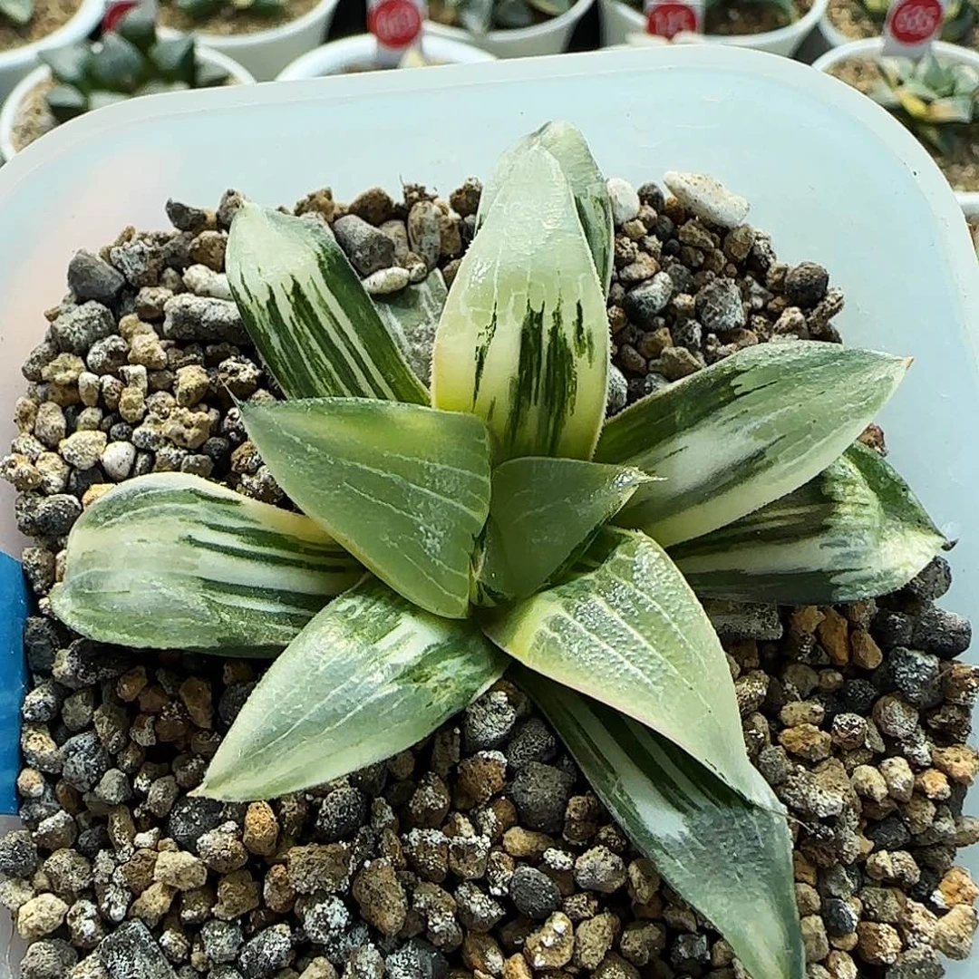 96号实生克锦一物一拍带盆土