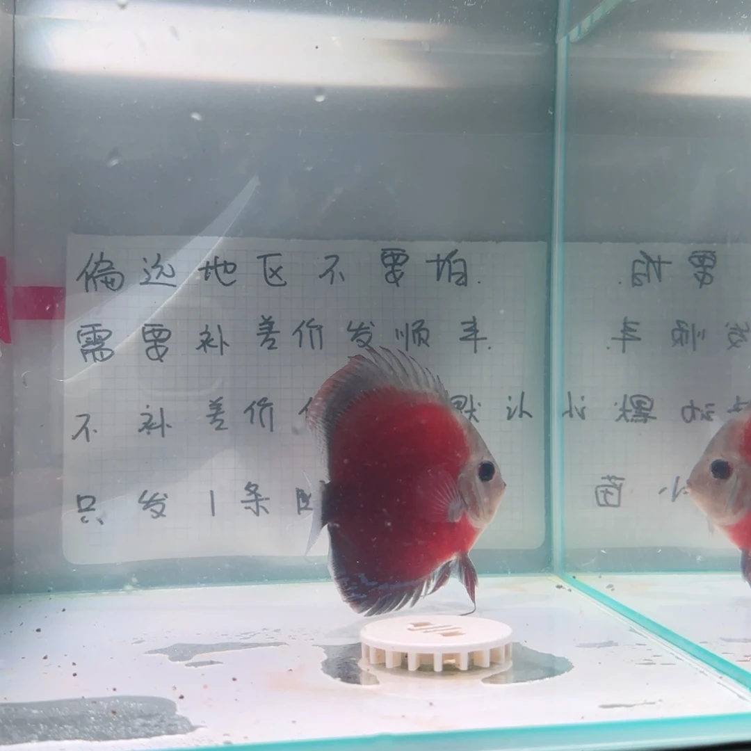 七彩神仙鱼肉身7-8偏远地区不拍