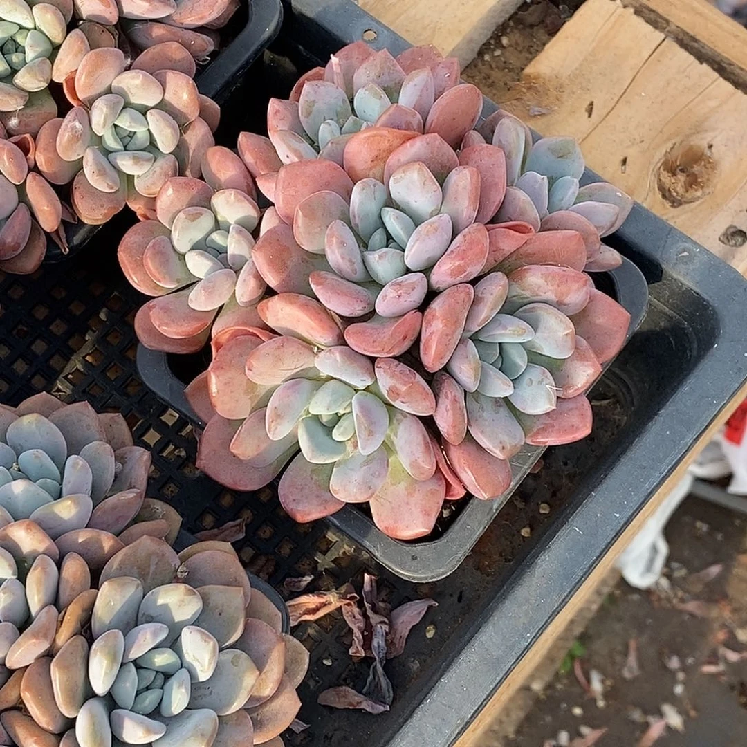 金***火白鹭自然群一物一拍