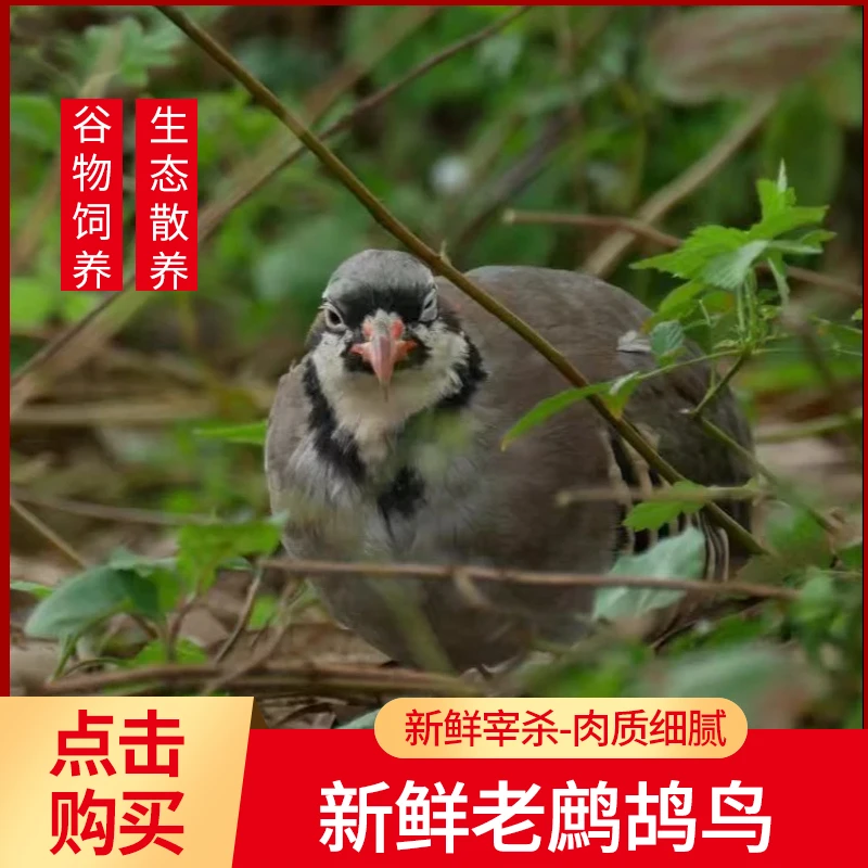 鹧鸪活鸟新鲜呱呱鸡2只散养顺丰包邮营养美味五谷饲养鹧鸪鸟