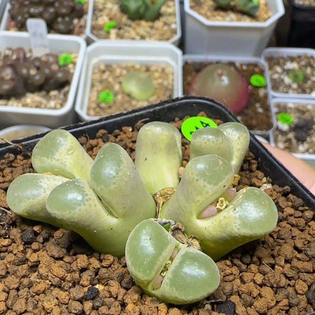 漂漂亮亮六头风铃群314