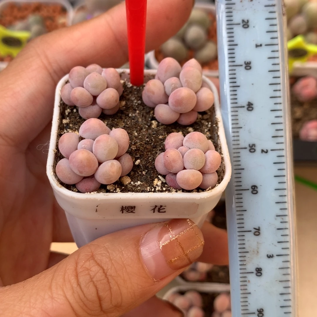 樱花奶 带盆土 小书肉奶酪多肉