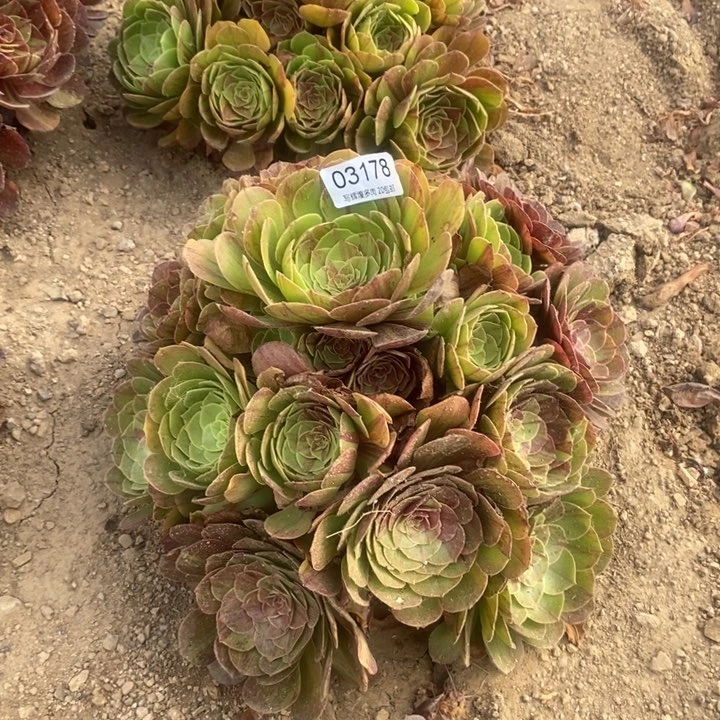 03178花月夜多肉植物