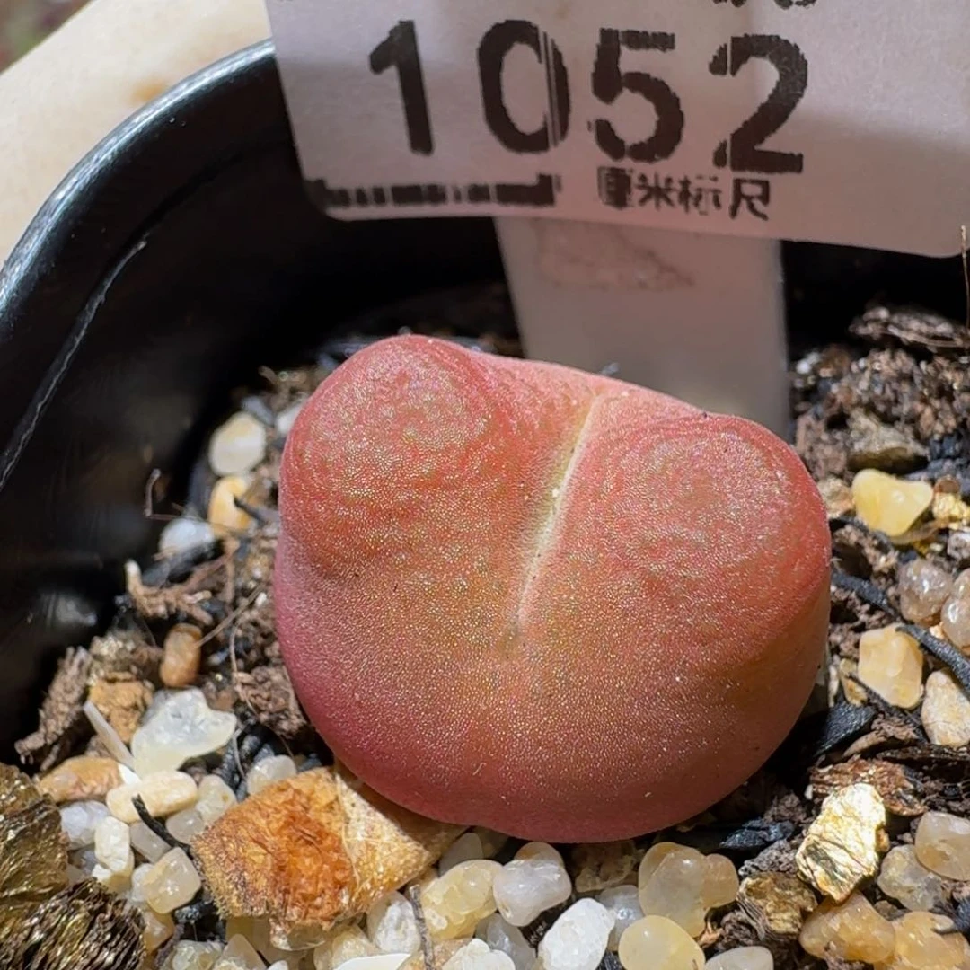 zzz生石花肉锥1052