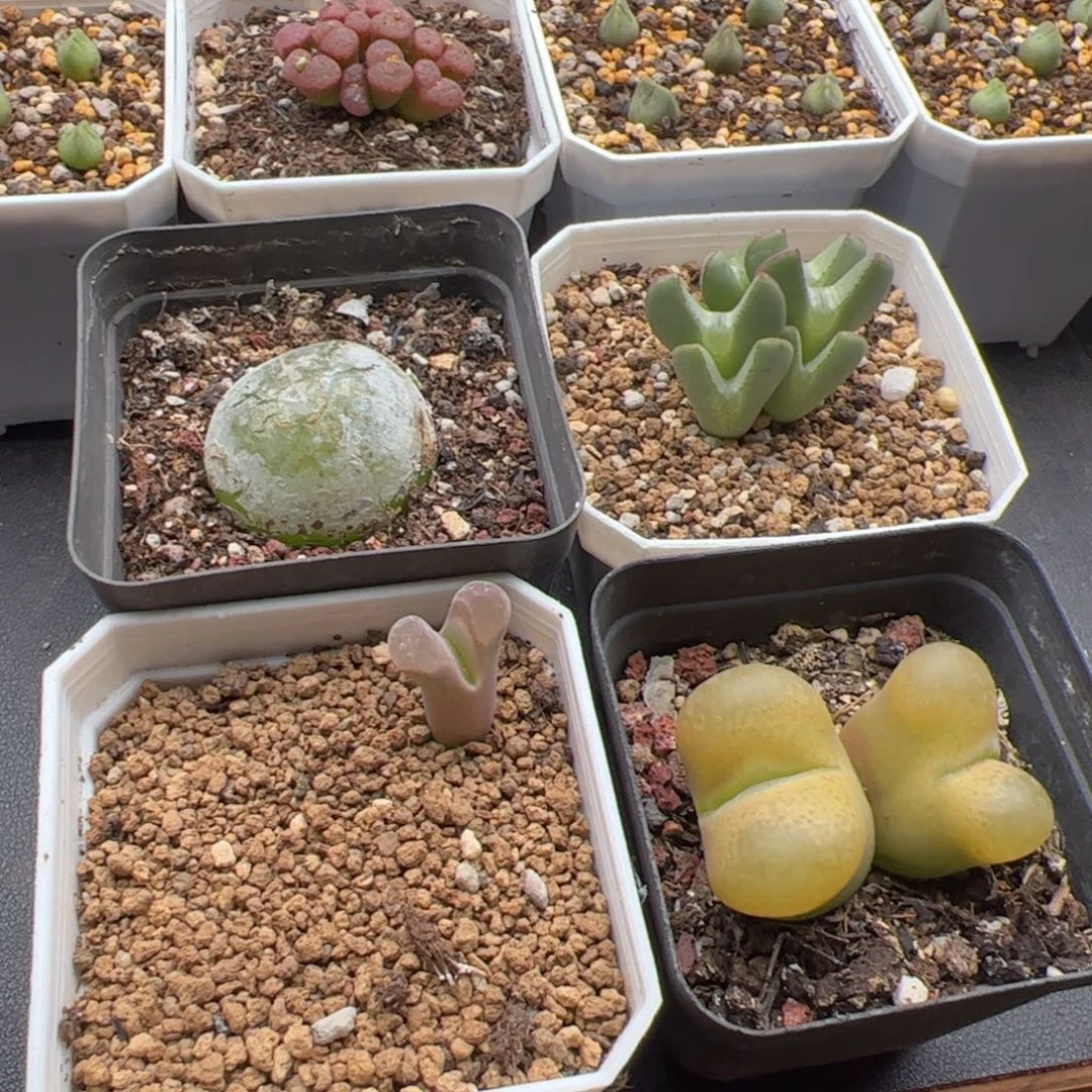 9.23福利套餐多肉植物173