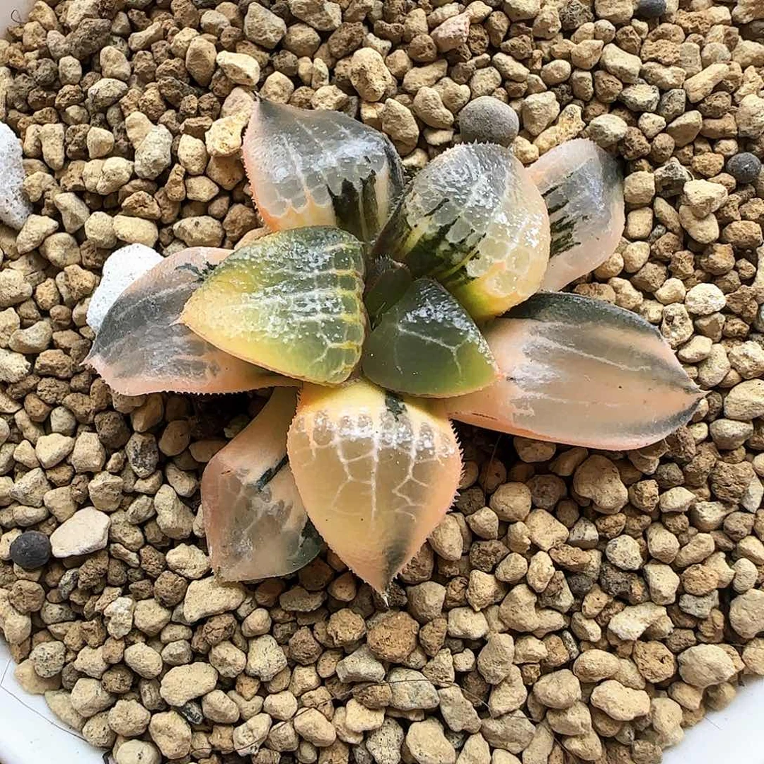 33号冰河锦冠幅4.9一物一拍带盆土