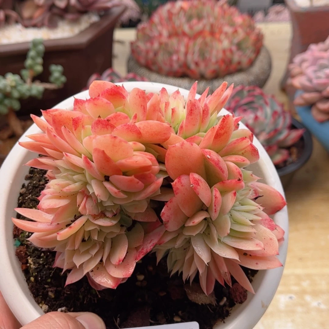 【闪购商品】1055星娜塔优选缀