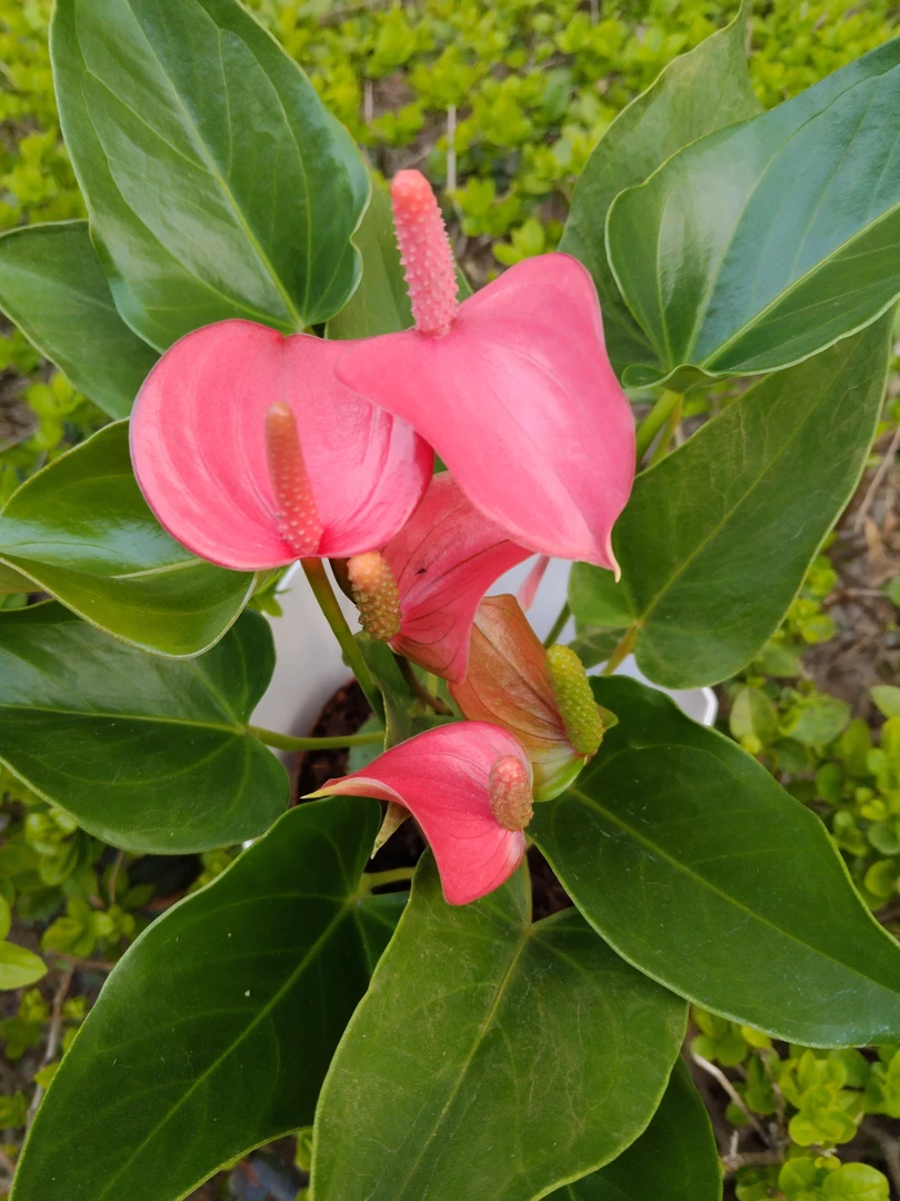 粉掌盆栽室内绿植四季开花好养年宵花卉一帆风顺