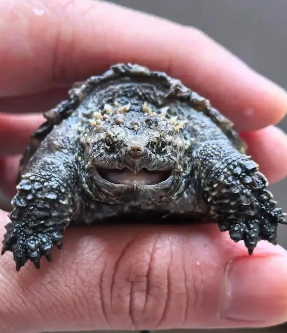 【鸿胜直播优选】严选龟名种佛小鳄爆刺鳄鱼龟幼苗纯佛鳄活体宠物龟