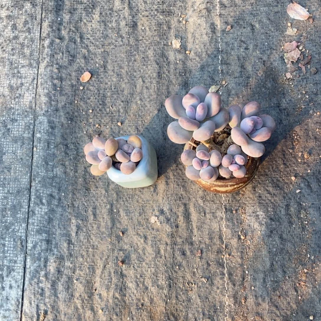 熙***姐蛋黄奶酪彩虹2颗22带盆