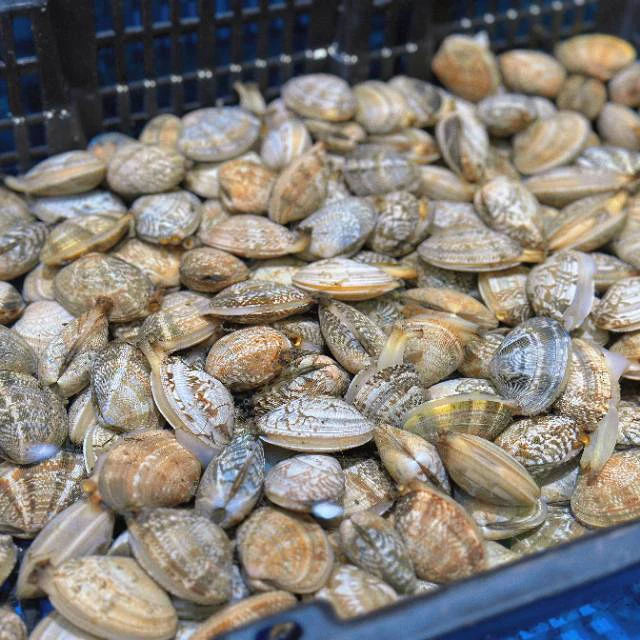 鲜活特大花甲500g