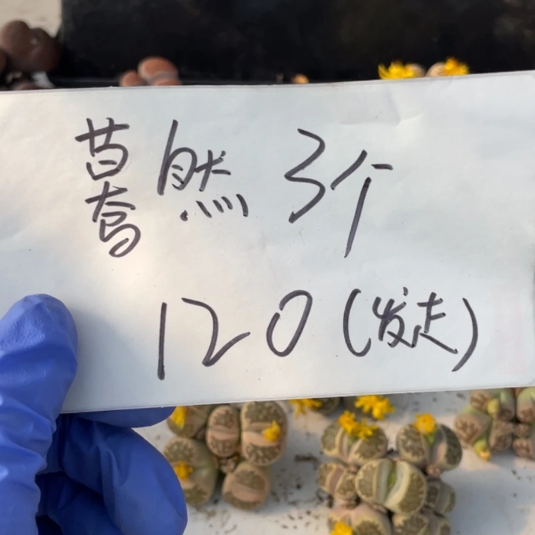 退的发走了重新拍