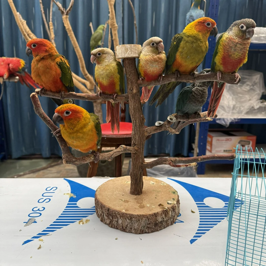 断奶活体鹦鹉可学舌放飞互动手养亲人玄凤鹦鹉