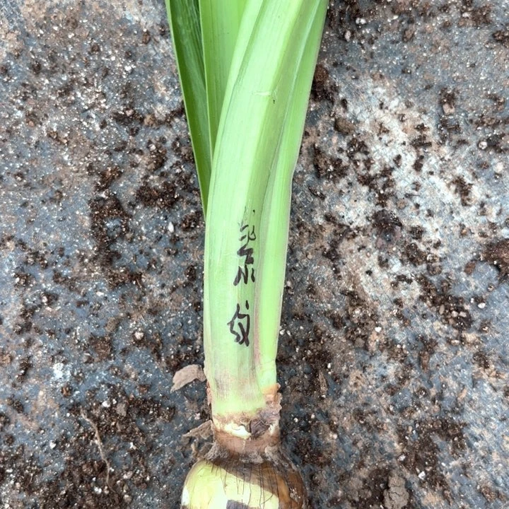 无花朵紫纹包对版一号