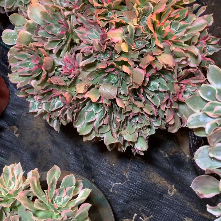 糖****奶041多肉植物一物一拍