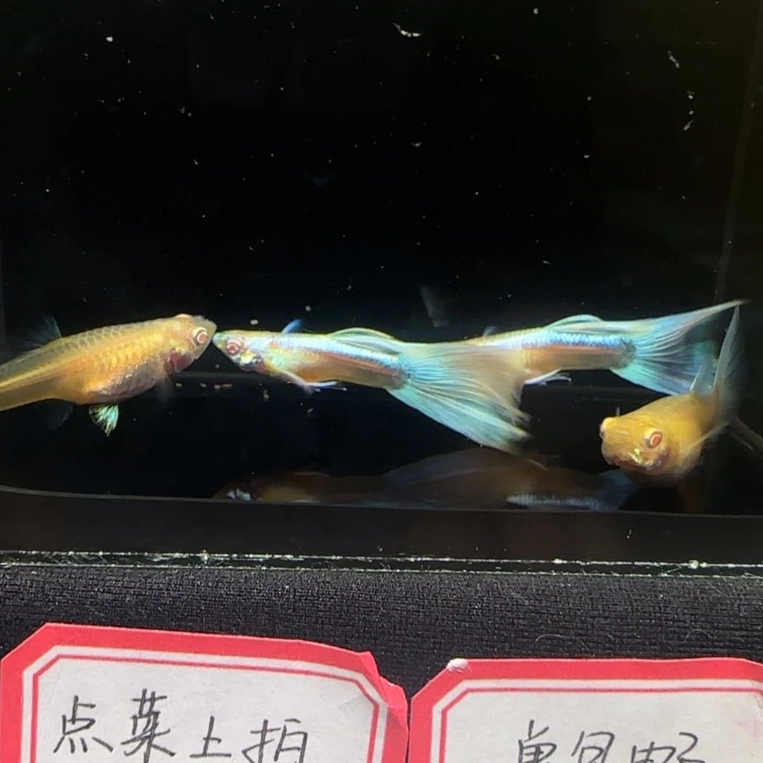 精品蓝白鸥翼2对包邮