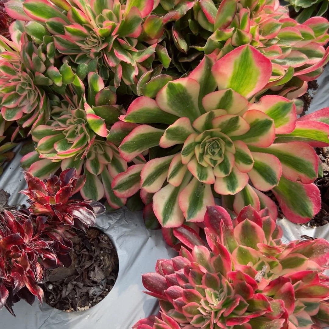 139 号多肉植物法师新号福利