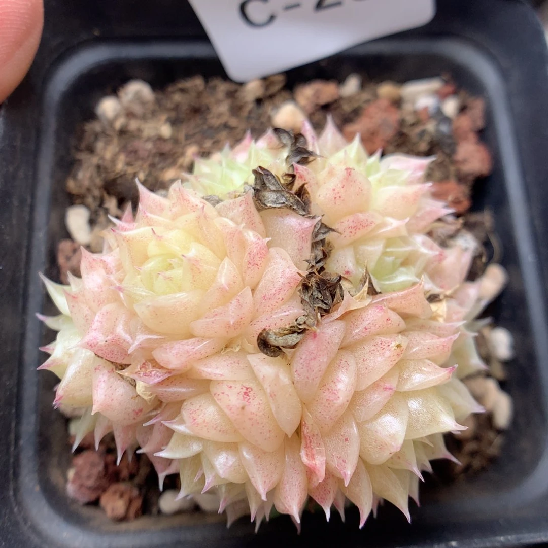 C26 ，柿子多肉20包邮两天凑单