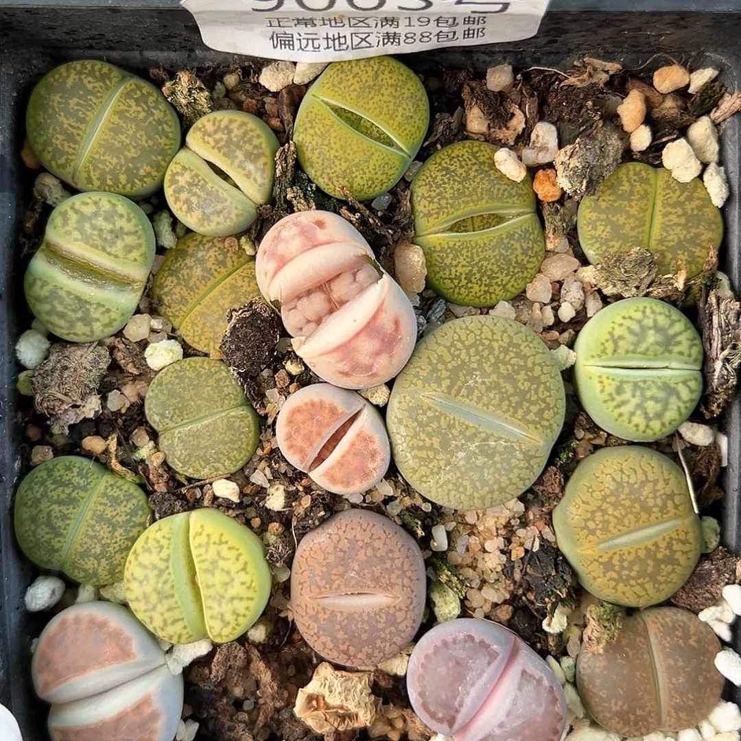 好养易活生石花大母本9063