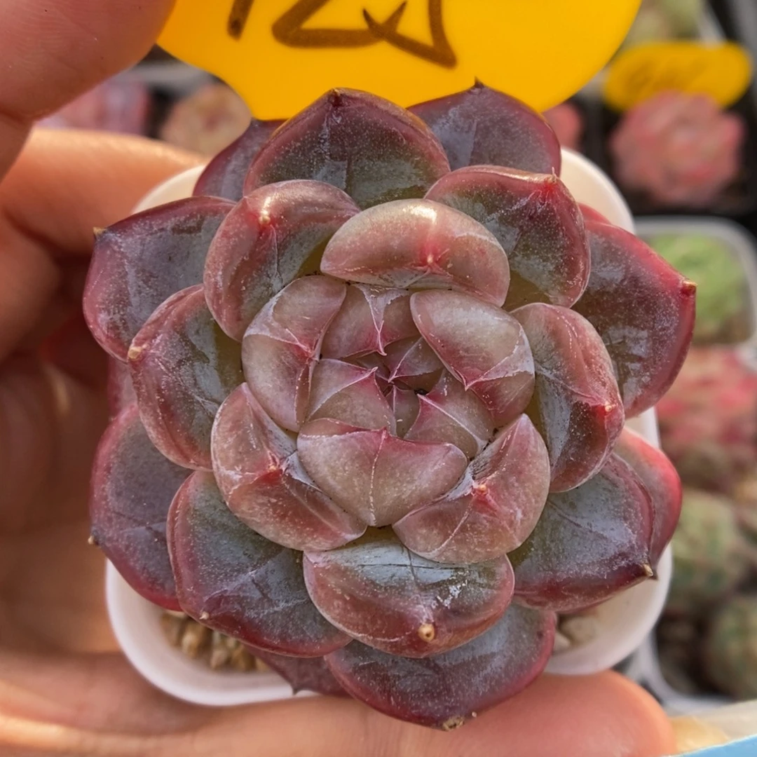 暗纹珍妮可拍425号