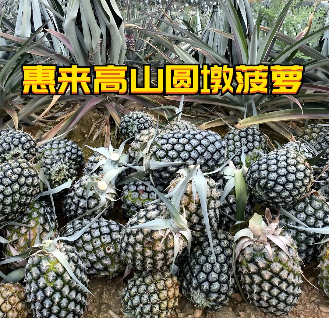 惠来高山圆墩甜菠萝  产地现摘