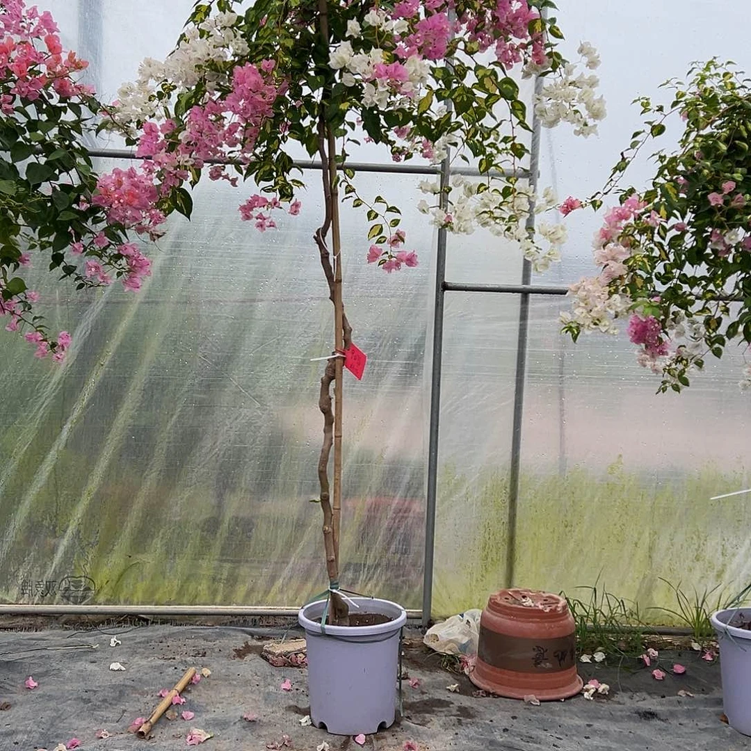 北***狼原生金星橙白勤花品种