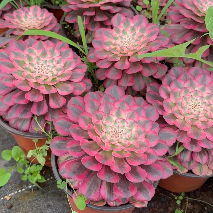 粉体红铜壶20公分发货