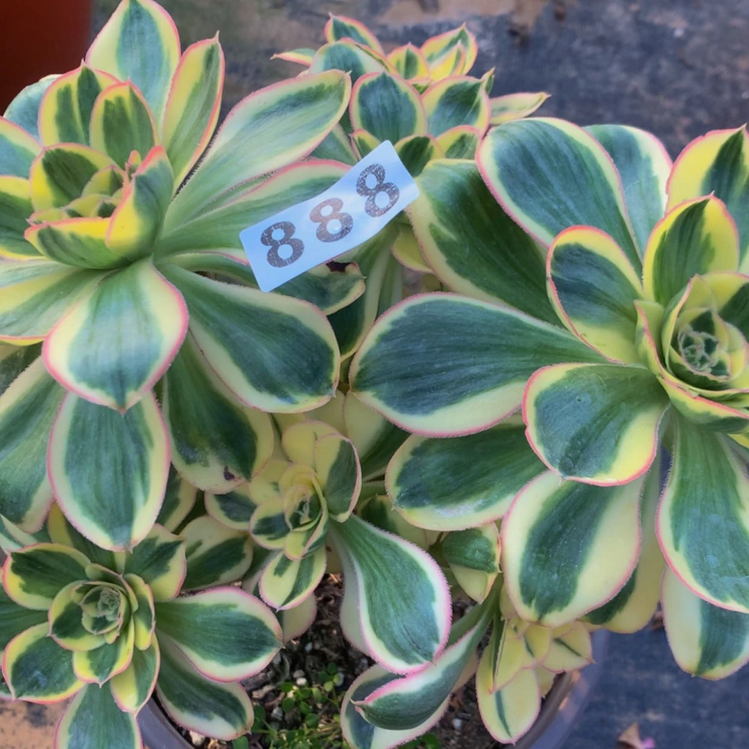 【闪购商品】888燕姿多肉