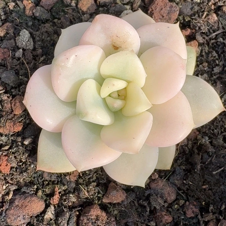 花斑鹿锦一物一拍