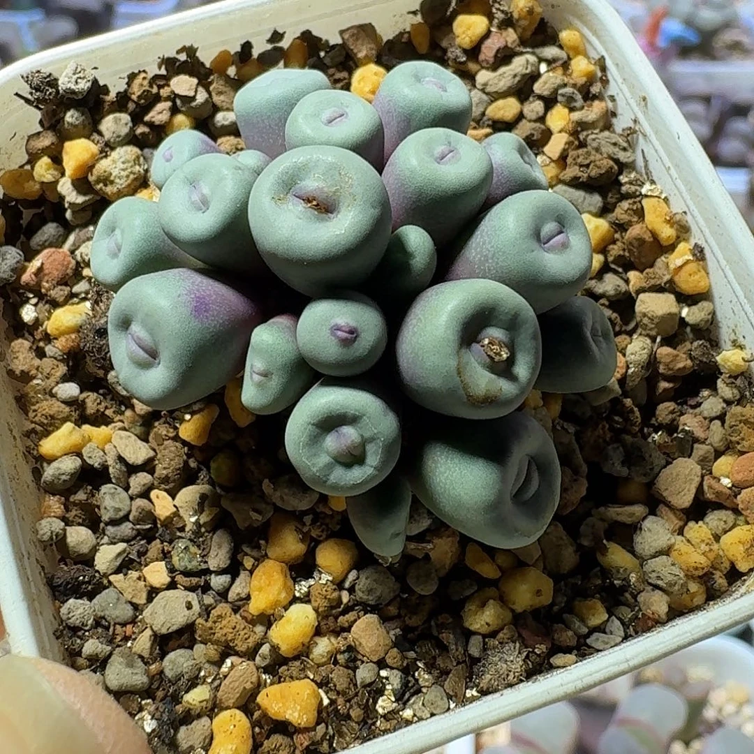 57号园艺化小红嘴一物一拍0.4-0.8