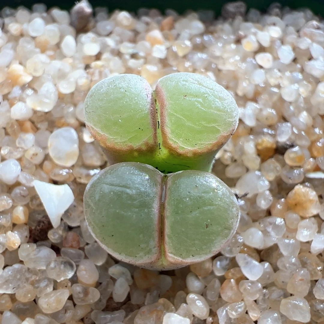 663。1804.2桃烟风铃小双母本