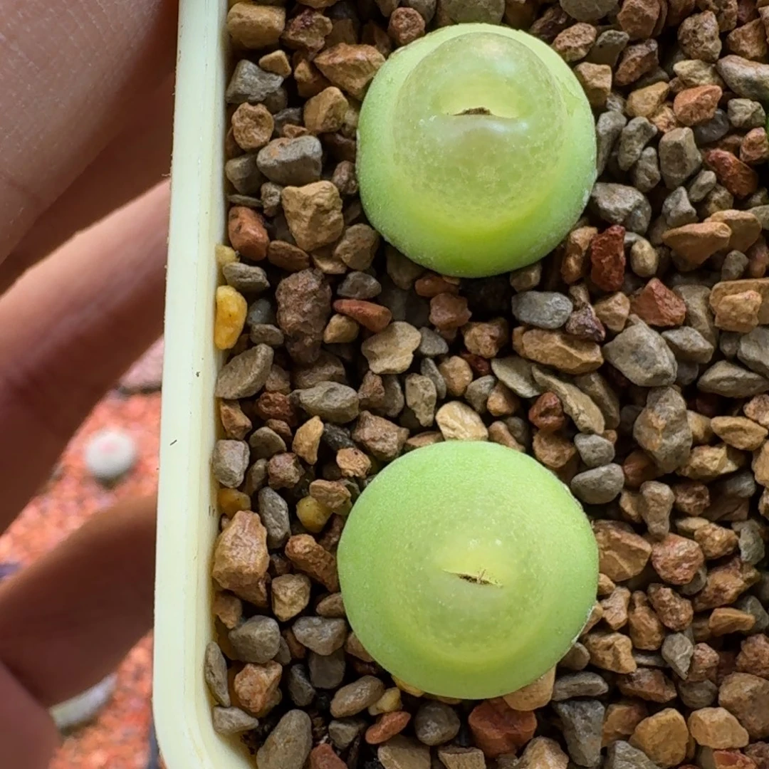 派****云缦精品番杏15.9