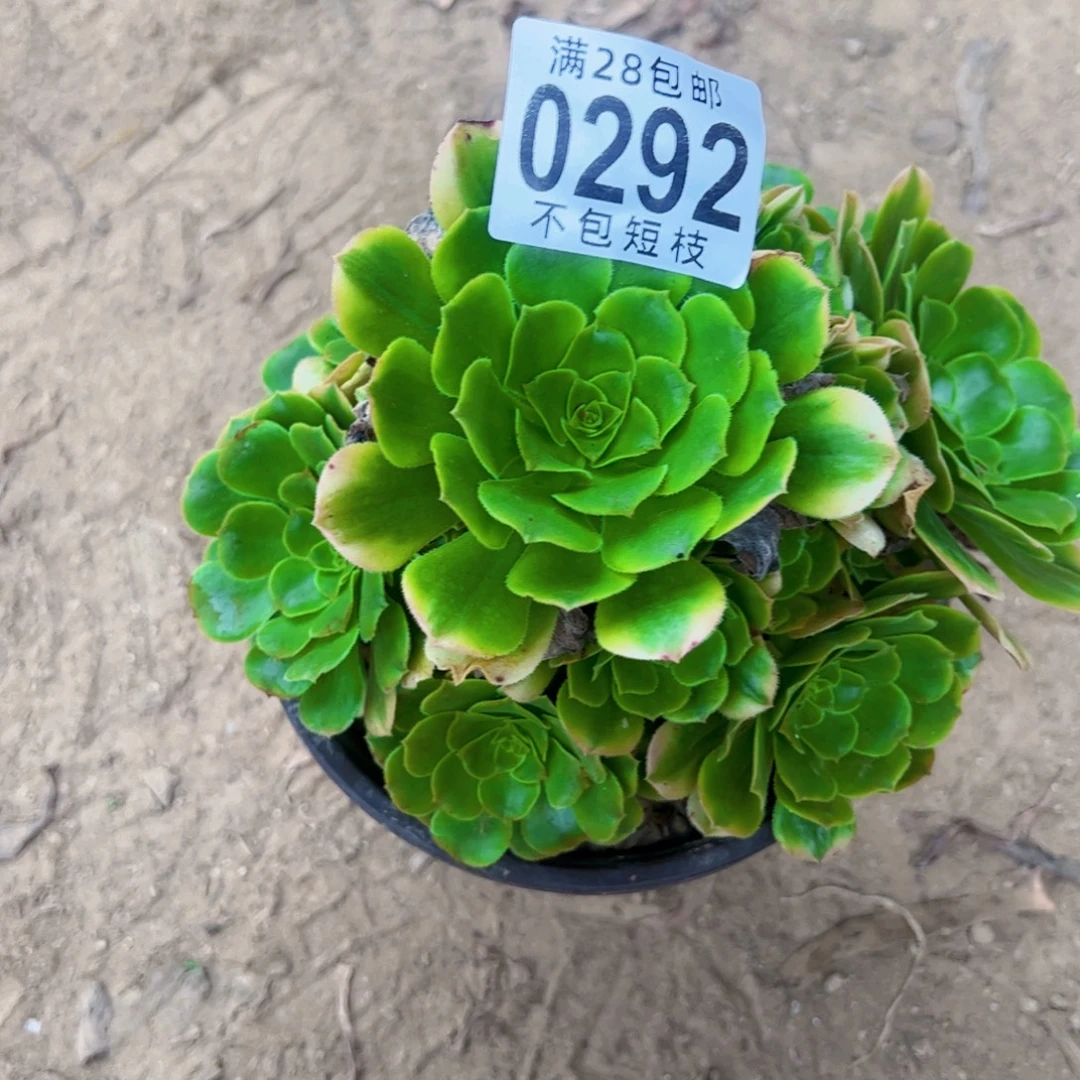 辛尼亚多肉植物0292