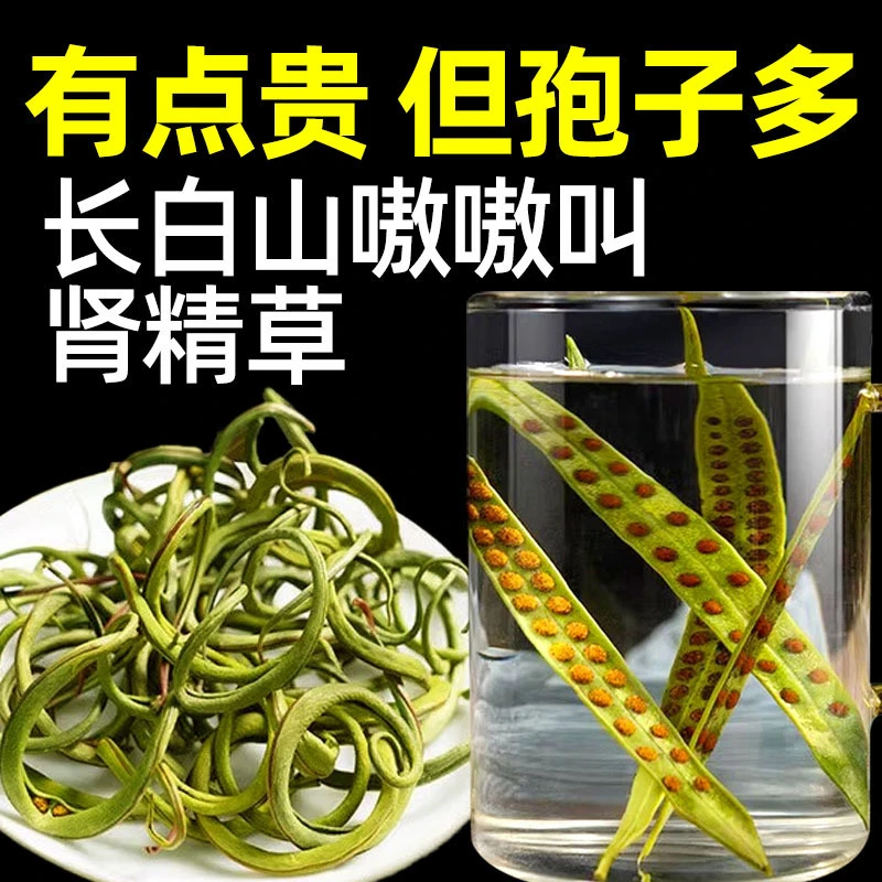 长白山化石石头黄金袍子茶嗷嗷叫泡水黄金草嗷嗷叫东北长白山正品