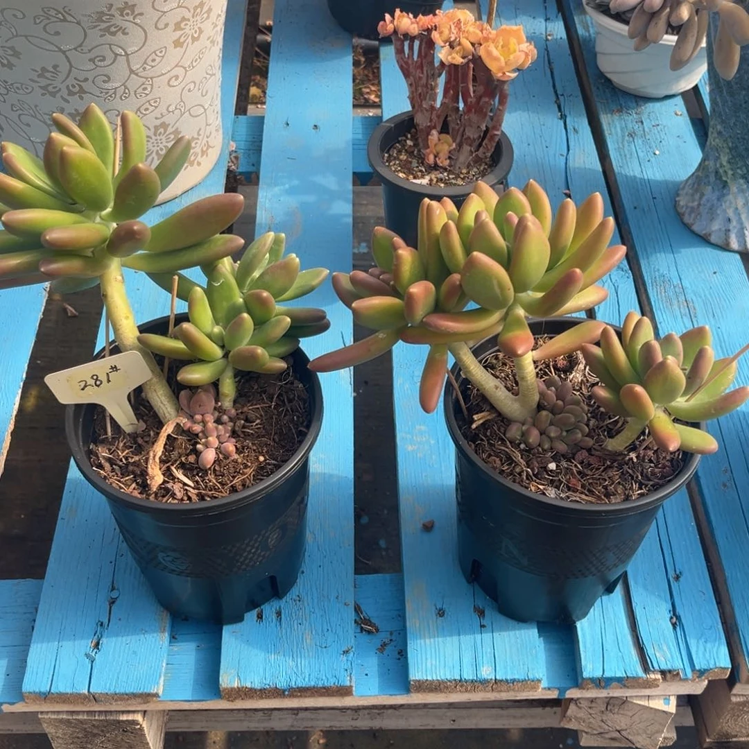 小雨多肉群生金蟾