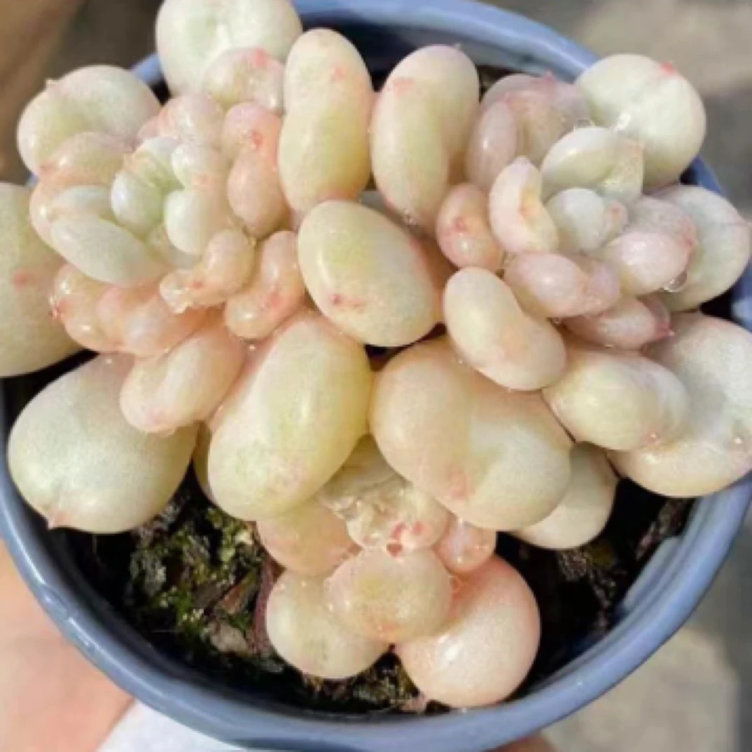 （一单包邮）比尔盖茨6-7cm 猫小姐多肉 图片仅参考