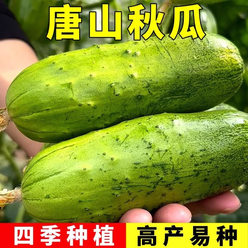唐山秋瓜种子高产水果黄瓜阳台盆栽春季秋季易种蔬菜种子G