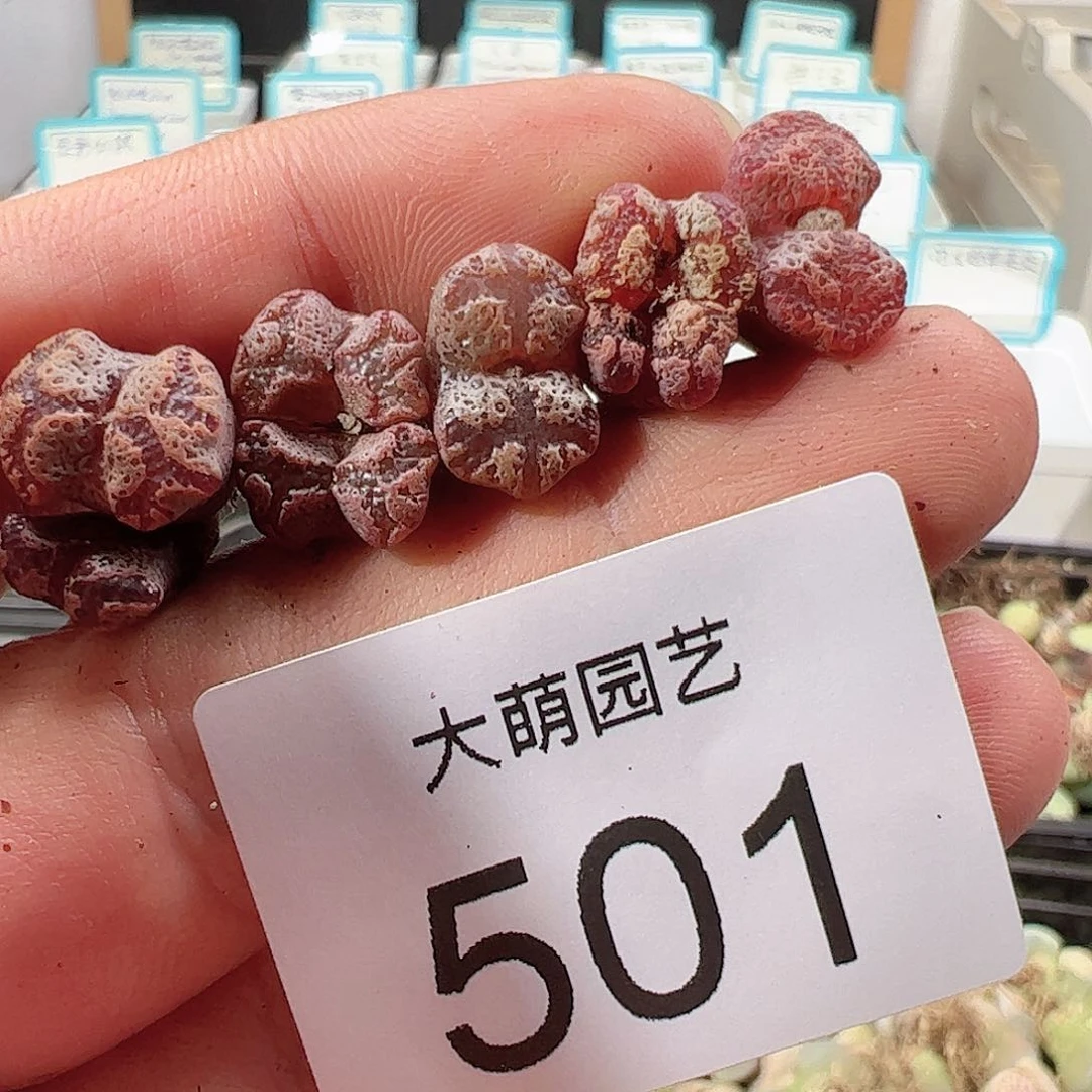 0000501 一物一拍……