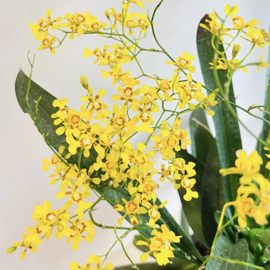 虎斑文心兰 盆栽花卉多年生室内阳台易养护发货快