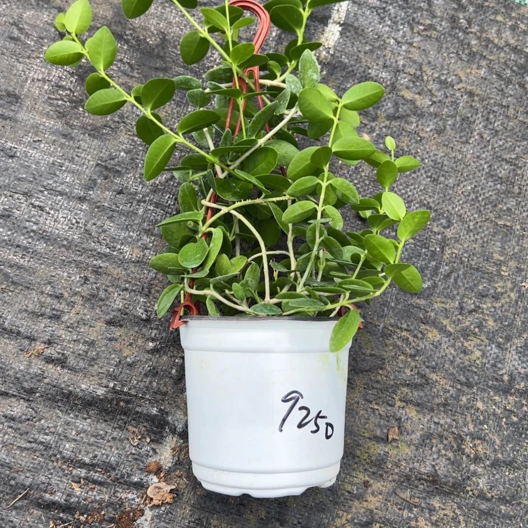 爱***你无花朵孜然球兰桌面款