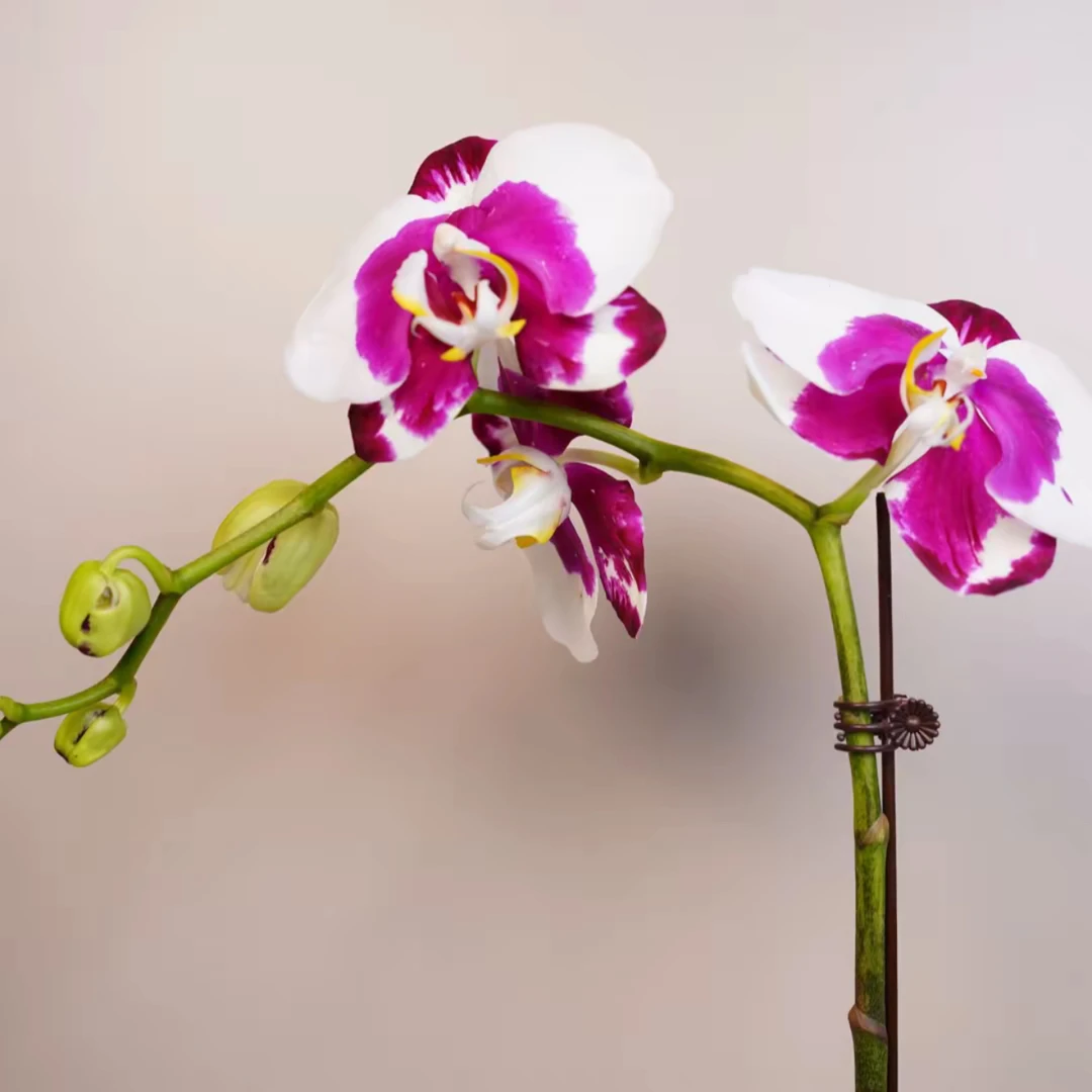 明兰花卉 蝴蝶兰 【熊猫 3.0寸杯】带花带花苞开花株发货