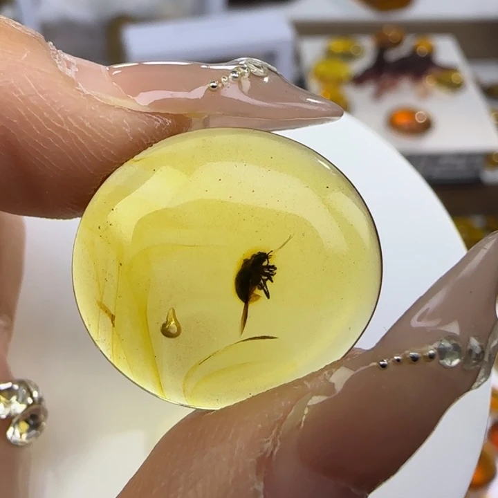 *****琥珀未镶嵌裸石虫珀标本
