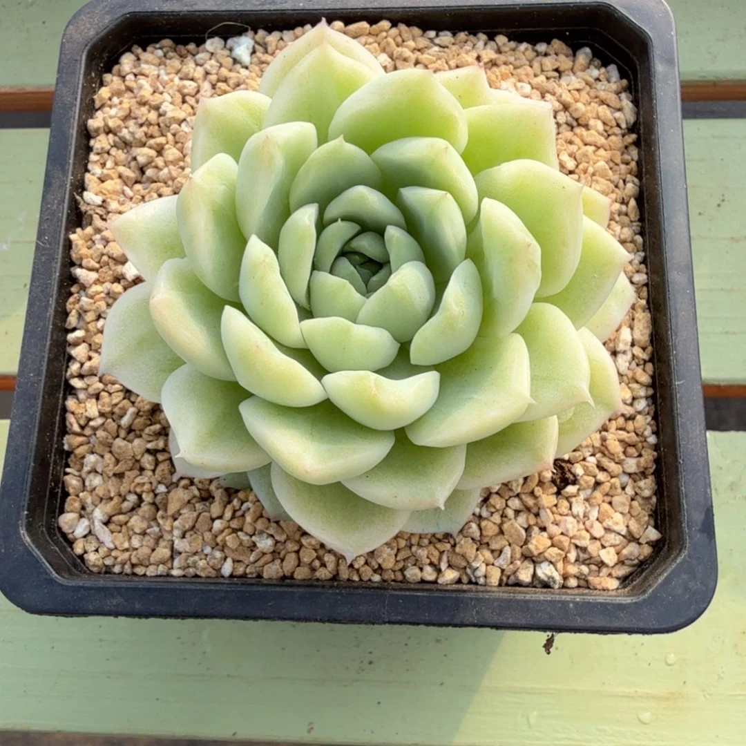 麦秆锦锦上园艺一物一拍