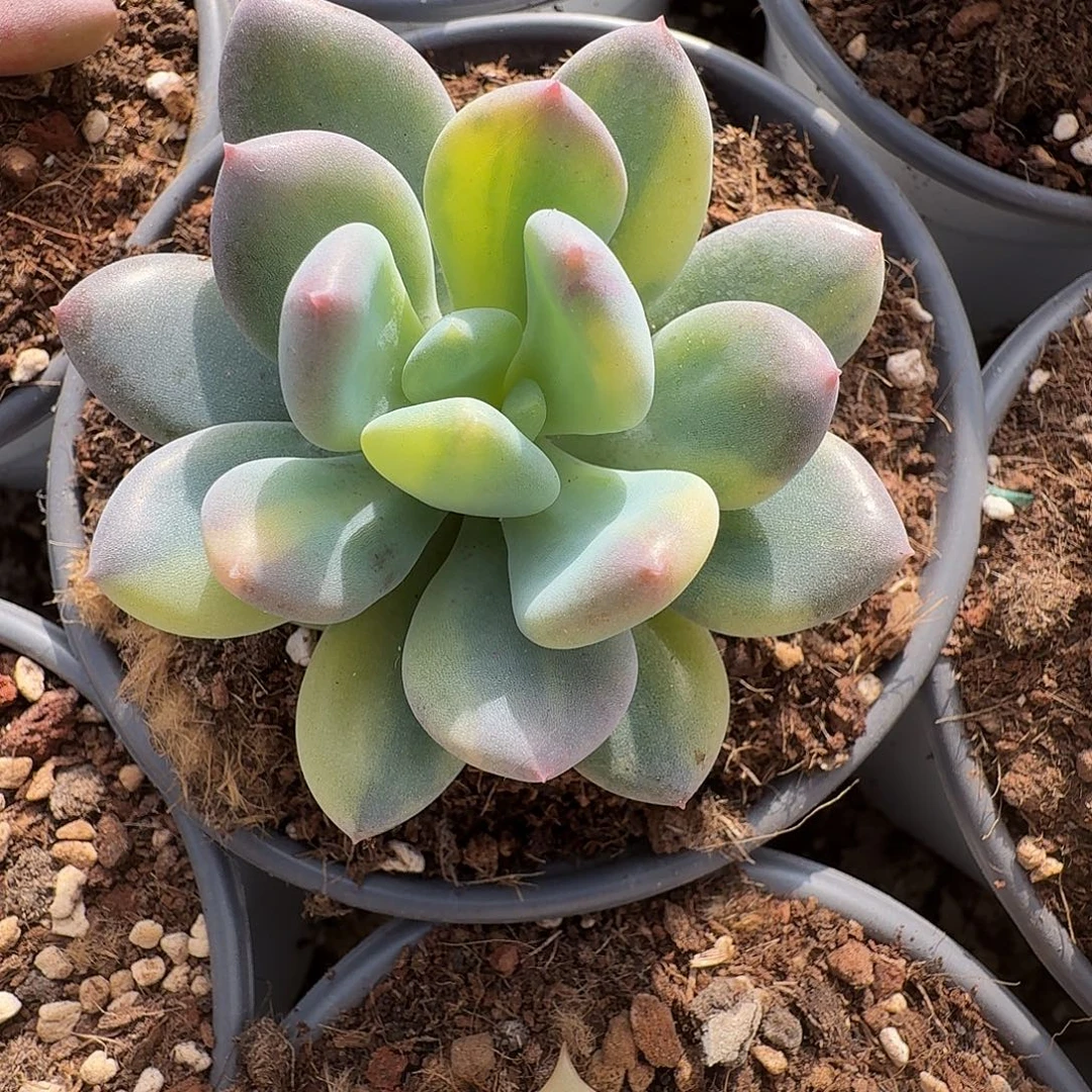 美人拉丝锦1111220-310