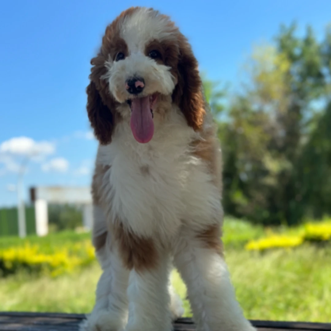 (领航犬业)宠物活体